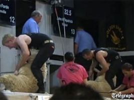Чемпионат по стрижке овец
